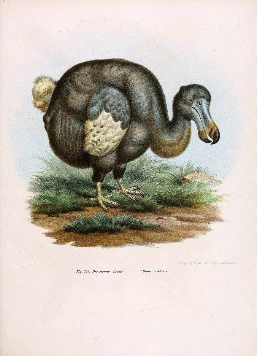 Bilder-atlas zur Wissenschaftlich-populÃ¤ren Naturgeschichte der VÃ¶gel in ihren sÃ¤mmtlich | Birds "Pictorial works"  | Vintage Print Reproduction 461015