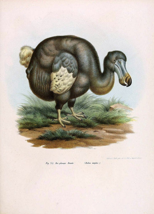 Bilder-atlas zur Wissenschaftlich-populÃ¤ren Naturgeschichte der VÃ¶gel in ihren sÃ¤mmtlich | Birds "Pictorial works"  | Vintage Print Reproduction 461015