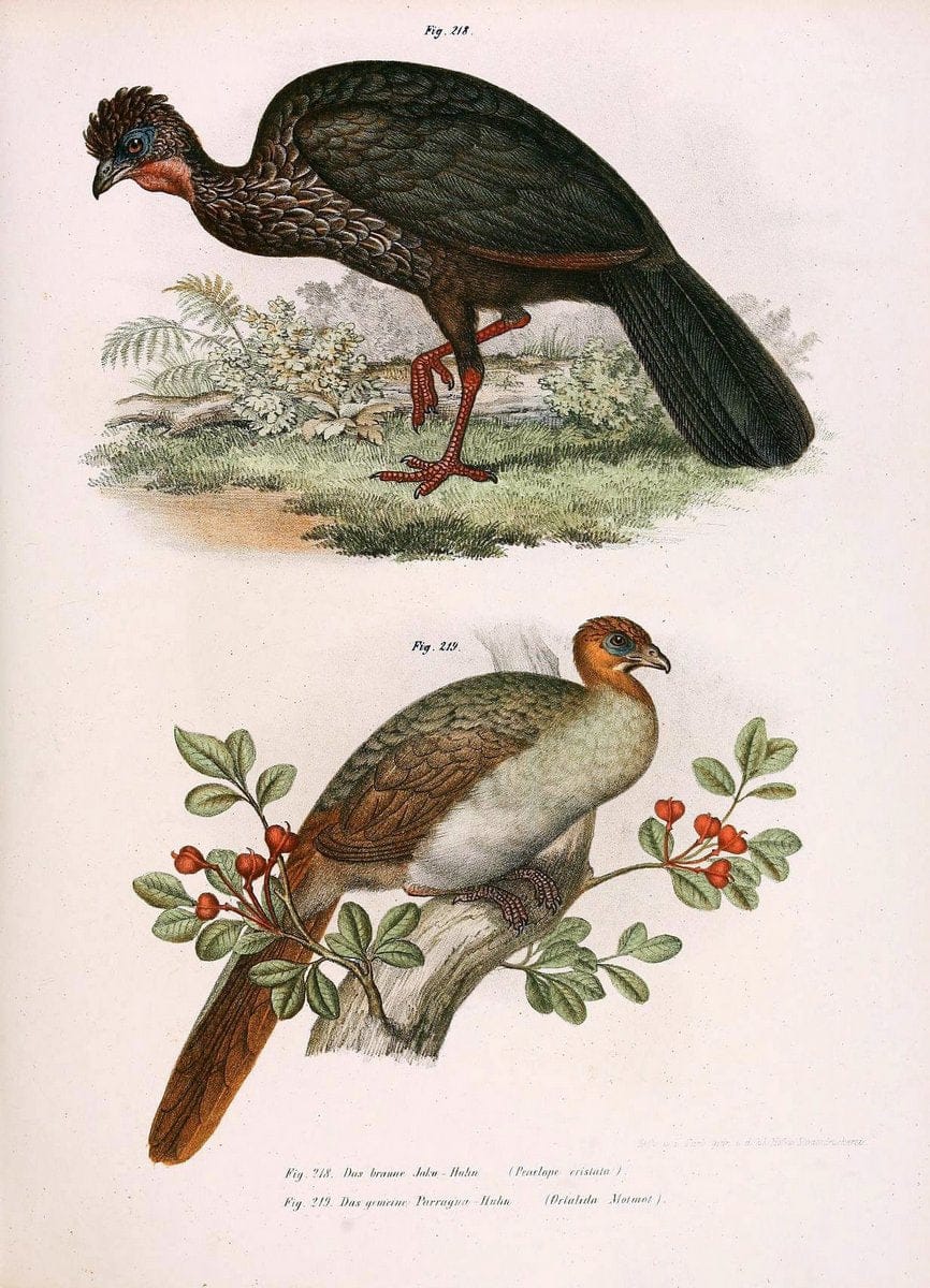 Bilder-atlas zur Wissenschaftlich-populÃ¤ren Naturgeschichte der VÃ¶gel in ihren sÃ¤mmtlich | Birds "Pictorial works"  | Vintage Print Reproduction 461016