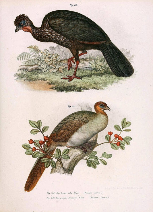 Bilder-atlas zur Wissenschaftlich-populÃ¤ren Naturgeschichte der VÃ¶gel in ihren sÃ¤mmtlich | Birds "Pictorial works"  | Vintage Print Reproduction 461016