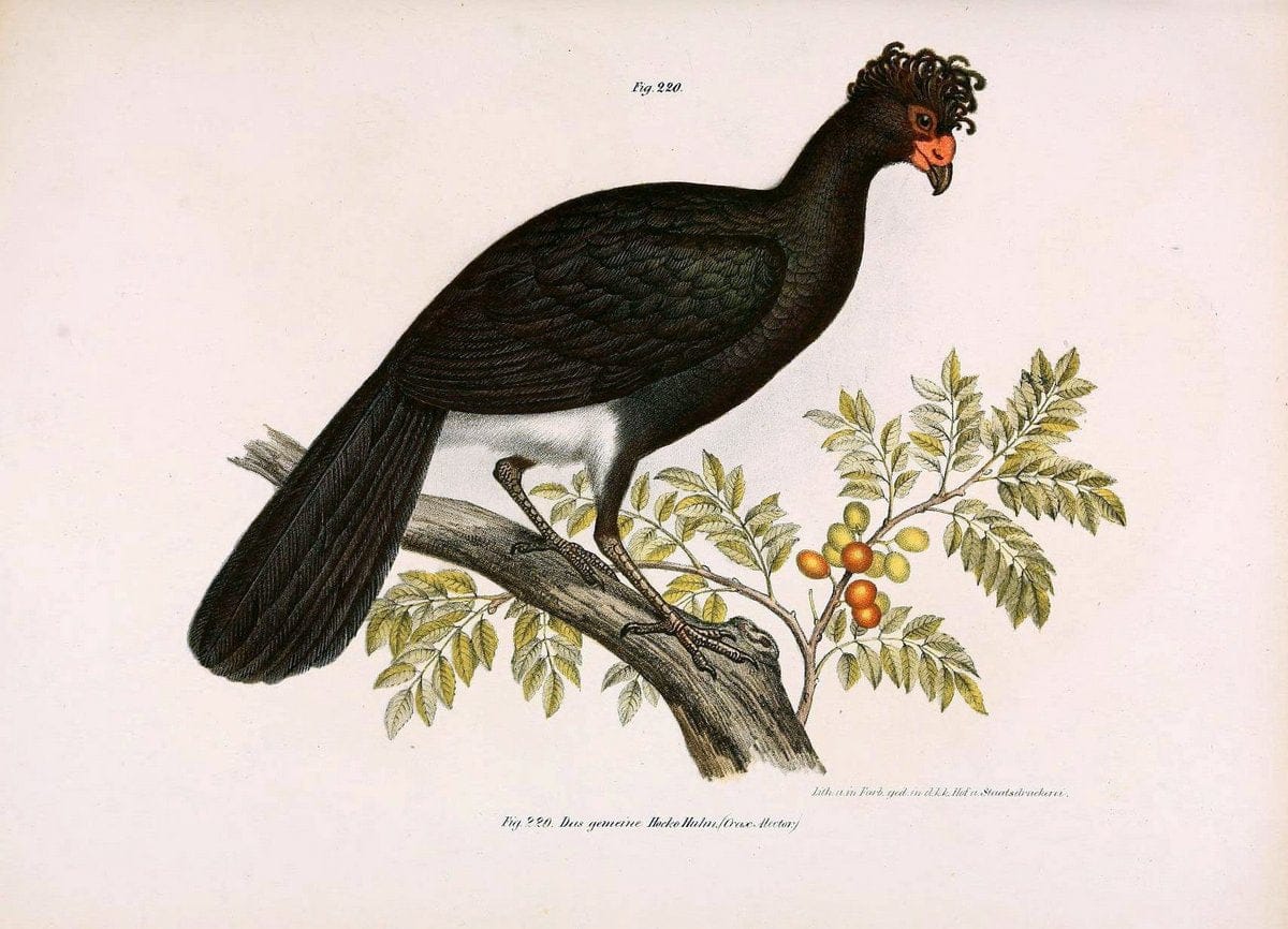 Bilder-atlas zur Wissenschaftlich-populÃ¤ren Naturgeschichte der VÃ¶gel in ihren sÃ¤mmtlich | Birds "Pictorial works"  | Vintage Print Reproduction 461017