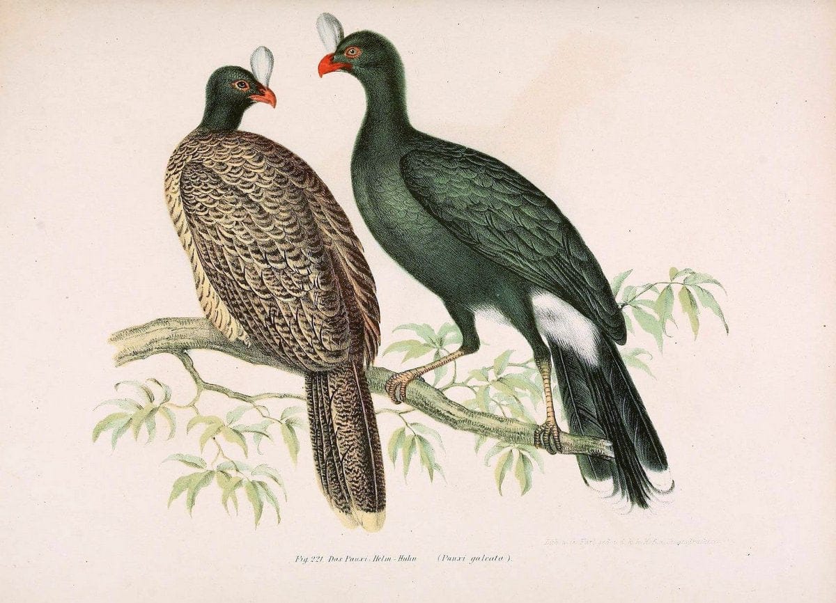 Bilder-atlas zur Wissenschaftlich-populÃ¤ren Naturgeschichte der VÃ¶gel in ihren sÃ¤mmtlich | Birds "Pictorial works"  | Vintage Print Reproduction 461018