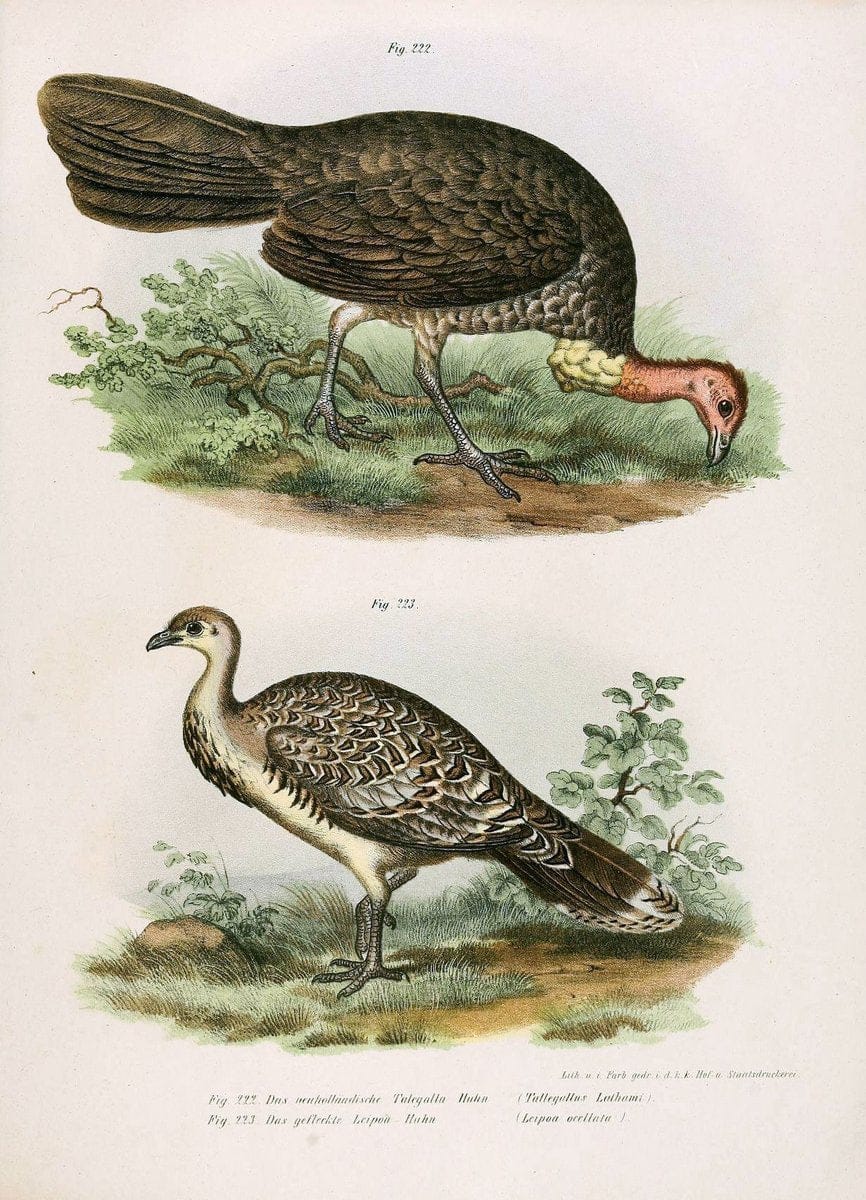 Bilder-atlas zur Wissenschaftlich-populÃ¤ren Naturgeschichte der VÃ¶gel in ihren sÃ¤mmtlich | Birds "Pictorial works"  | Vintage Print Reproduction 461019