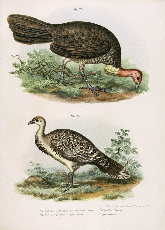 Bilder-atlas zur Wissenschaftlich-populÃ¤ren Naturgeschichte der VÃ¶gel in ihren sÃ¤mmtlich | Birds "Pictorial works"  | Vintage Print Reproduction 461019