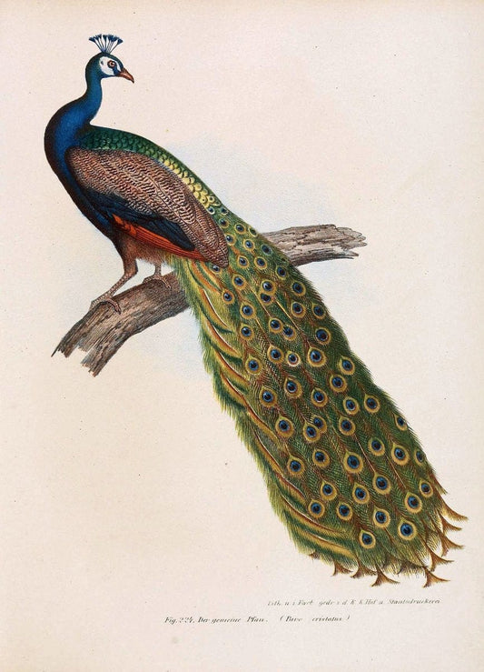 Bilder-atlas zur Wissenschaftlich-populÃ¤ren Naturgeschichte der VÃ¶gel in ihren sÃ¤mmtlich | Birds "Pictorial works"  | Vintage Print Reproduction 461020