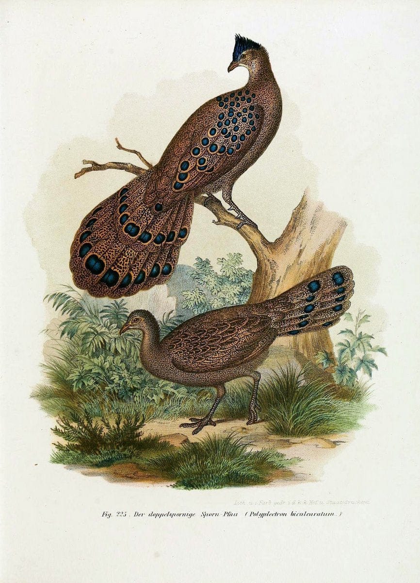 Bilder-atlas zur Wissenschaftlich-populÃ¤ren Naturgeschichte der VÃ¶gel in ihren sÃ¤mmtlich | Birds "Pictorial works"  | Vintage Print Reproduction 461021