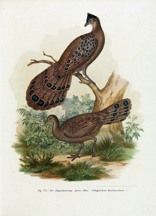 Bilder-atlas zur Wissenschaftlich-populÃ¤ren Naturgeschichte der VÃ¶gel in ihren sÃ¤mmtlich | Birds "Pictorial works"  | Vintage Print Reproduction 461021