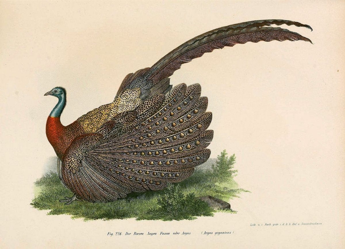 Bilder-atlas zur Wissenschaftlich-populÃ¤ren Naturgeschichte der VÃ¶gel in ihren sÃ¤mmtlich | Birds "Pictorial works"  | Vintage Print Reproduction 461022