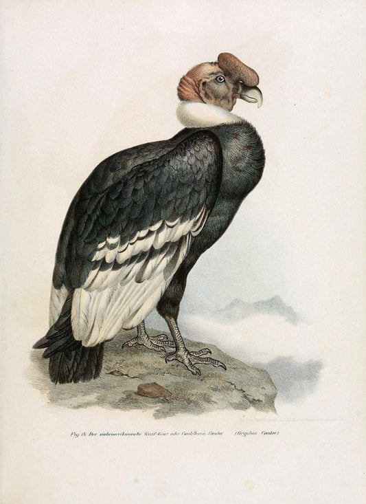 Bilder-atlas zur Wissenschaftlich-populÃ¤ren Naturgeschichte der VÃ¶gel in ihren sÃ¤mmtlich | Birds "Pictorial works"  | Vintage Print Reproduction 461023