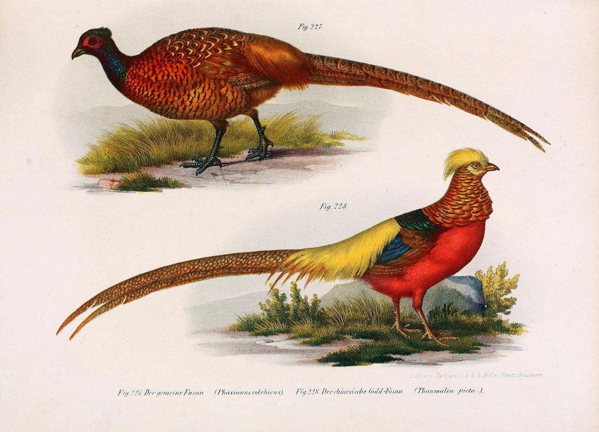 Bilder-atlas zur Wissenschaftlich-populÃ¤ren Naturgeschichte der VÃ¶gel in ihren sÃ¤mmtlich | Birds "Pictorial works"  | Vintage Print Reproduction 461024