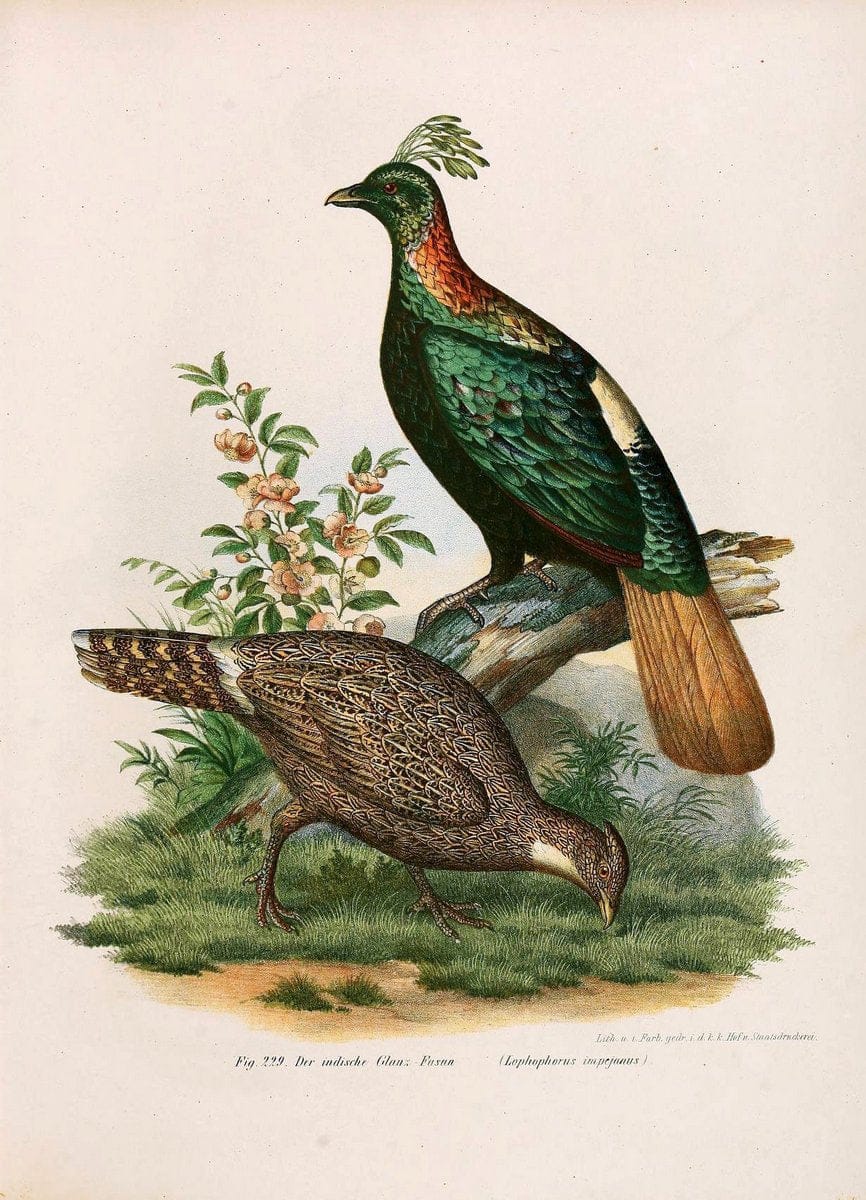 Bilder-atlas zur Wissenschaftlich-populÃ¤ren Naturgeschichte der VÃ¶gel in ihren sÃ¤mmtlich | Birds "Pictorial works"  | Vintage Print Reproduction 461025