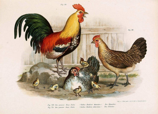 Bilder-atlas zur Wissenschaftlich-populÃ¤ren Naturgeschichte der VÃ¶gel in ihren sÃ¤mmtlich | Birds "Pictorial works"  | Vintage Print Reproduction 461026