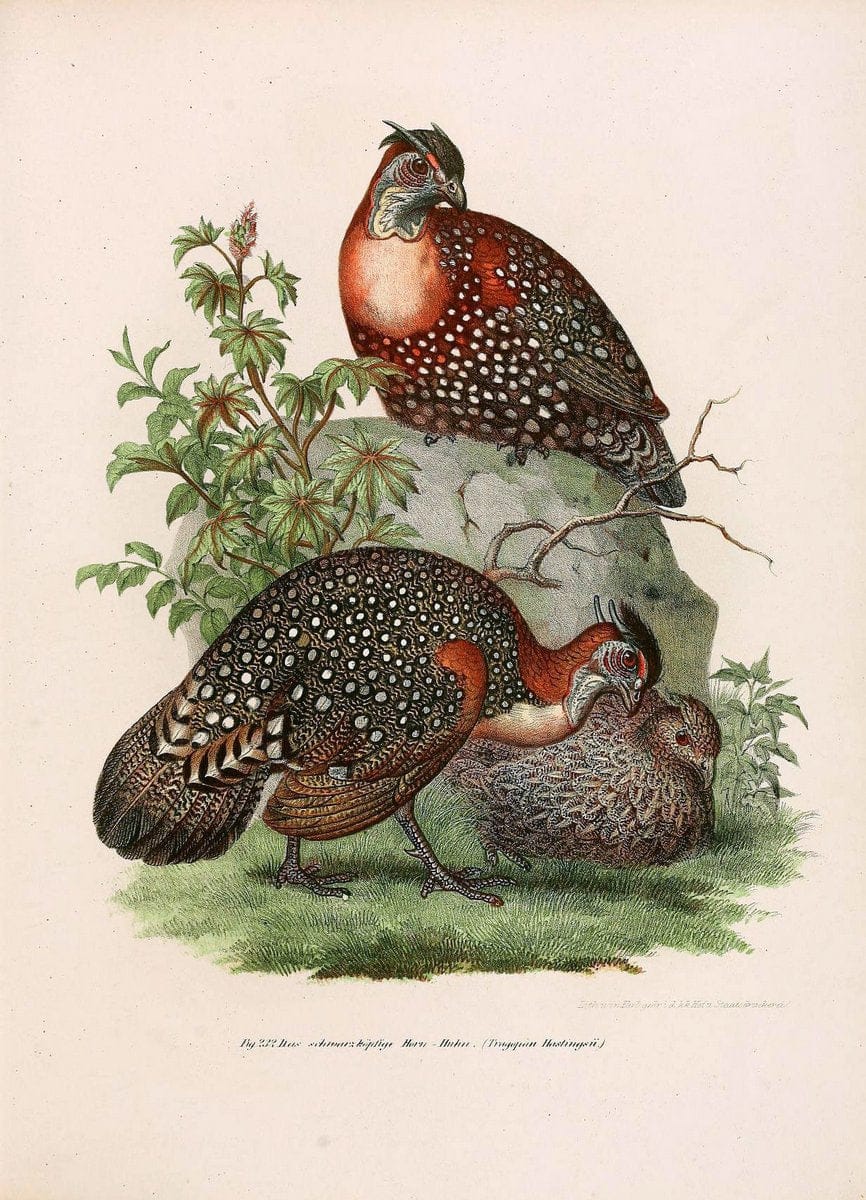 Bilder-atlas zur Wissenschaftlich-populÃ¤ren Naturgeschichte der VÃ¶gel in ihren sÃ¤mmtlich | Birds "Pictorial works"  | Vintage Print Reproduction 461027