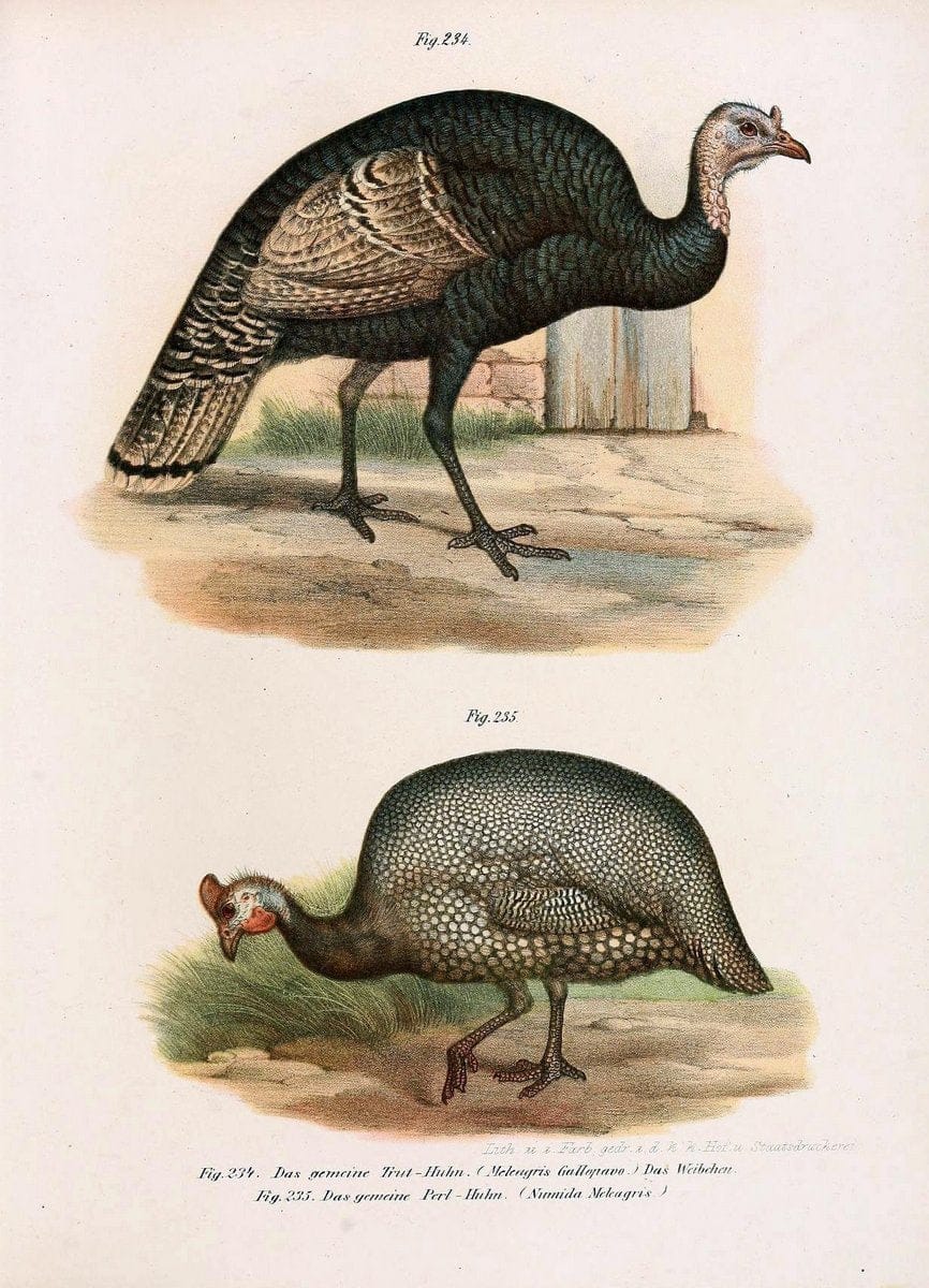 Bilder-atlas zur Wissenschaftlich-populÃ¤ren Naturgeschichte der VÃ¶gel in ihren sÃ¤mmtlich | Birds "Pictorial works"  | Vintage Print Reproduction 461029