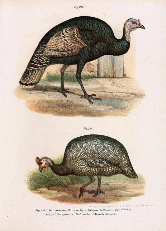Bilder-atlas zur Wissenschaftlich-populÃ¤ren Naturgeschichte der VÃ¶gel in ihren sÃ¤mmtlich | Birds "Pictorial works"  | Vintage Print Reproduction 461029