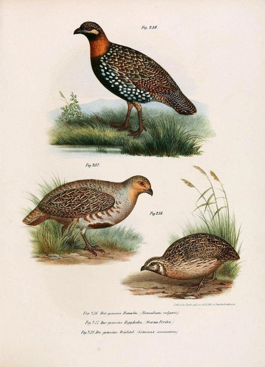 Bilder-atlas zur Wissenschaftlich-populÃ¤ren Naturgeschichte der VÃ¶gel in ihren sÃ¤mmtlich | Birds "Pictorial works"  | Vintage Print Reproduction 461030