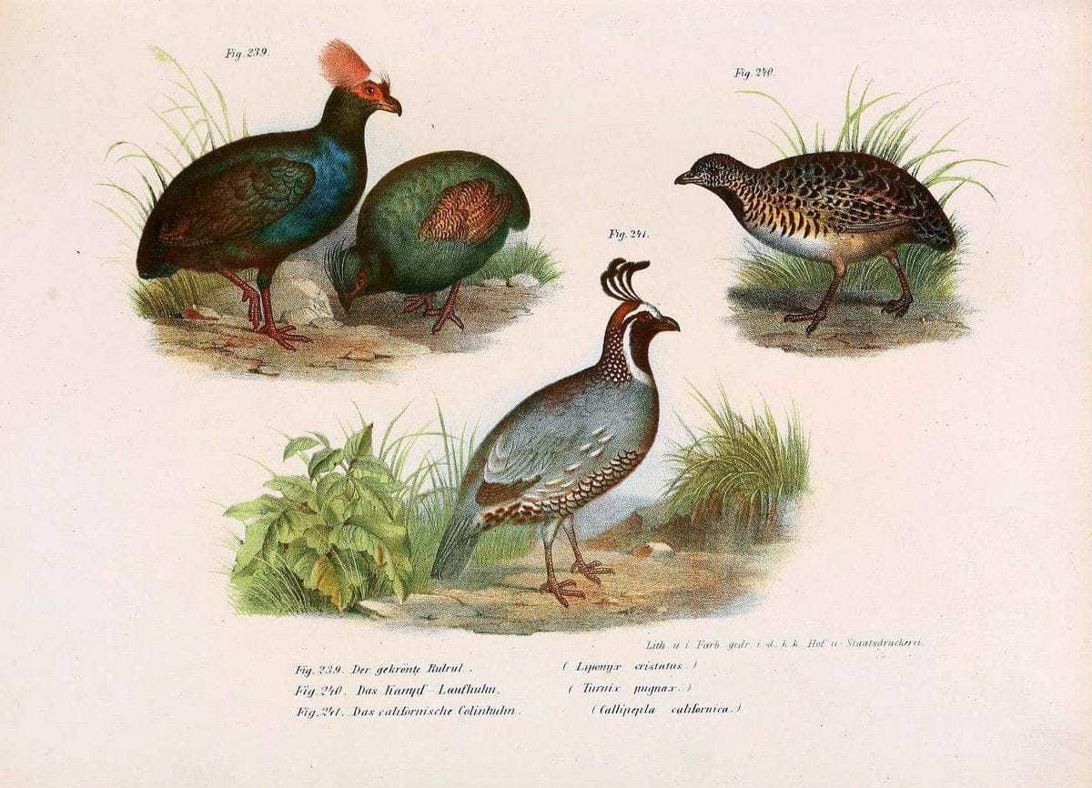 Bilder-atlas zur Wissenschaftlich-populÃ¤ren Naturgeschichte der VÃ¶gel in ihren sÃ¤mmtlich | Birds "Pictorial works"  | Vintage Print Reproduction 461031