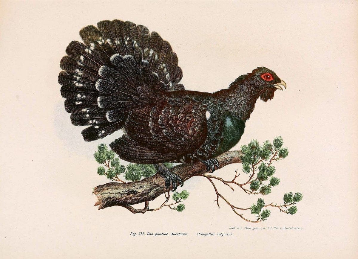 Bilder-atlas zur Wissenschaftlich-populÃ¤ren Naturgeschichte der VÃ¶gel in ihren sÃ¤mmtlich | Birds "Pictorial works"  | Vintage Print Reproduction 461032