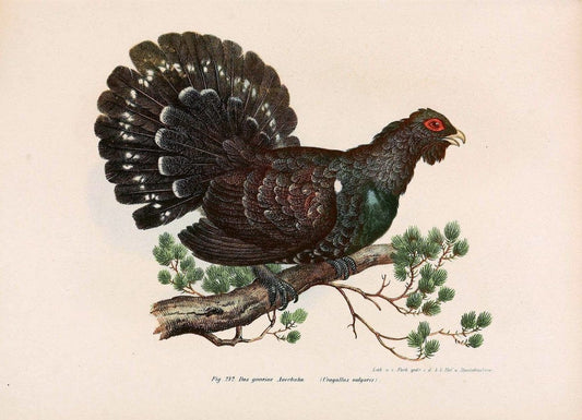 Bilder-atlas zur Wissenschaftlich-populÃ¤ren Naturgeschichte der VÃ¶gel in ihren sÃ¤mmtlich | Birds "Pictorial works"  | Vintage Print Reproduction 461032