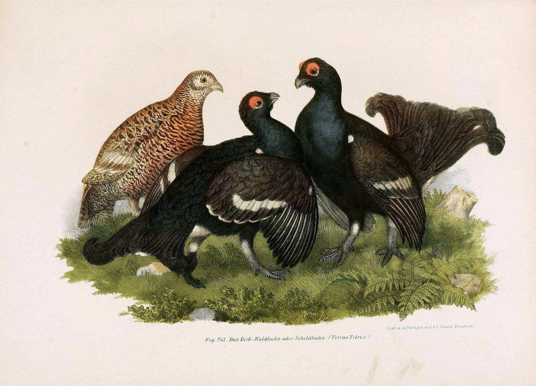 Bilder-atlas zur Wissenschaftlich-populÃ¤ren Naturgeschichte der VÃ¶gel in ihren sÃ¤mmtlich | Birds "Pictorial works"  | Vintage Print Reproduction 461033