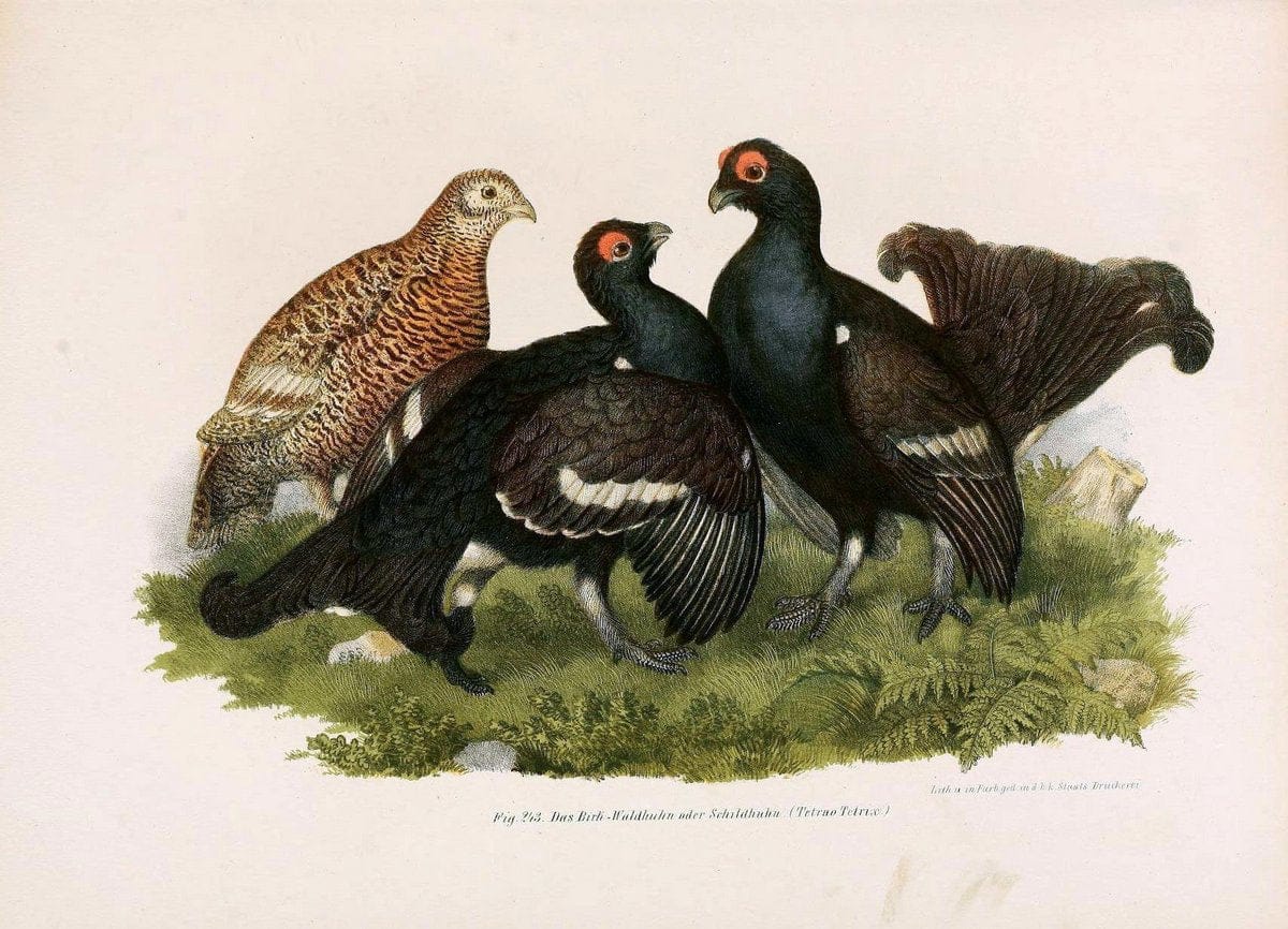 Bilder-atlas zur Wissenschaftlich-populÃ¤ren Naturgeschichte der VÃ¶gel in ihren sÃ¤mmtlich | Birds "Pictorial works"  | Vintage Print Reproduction 461033