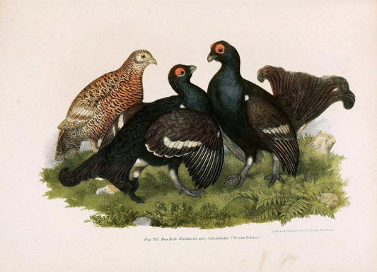 Bilder-atlas zur Wissenschaftlich-populÃ¤ren Naturgeschichte der VÃ¶gel in ihren sÃ¤mmtlich | Birds "Pictorial works"  | Vintage Print Reproduction 461033