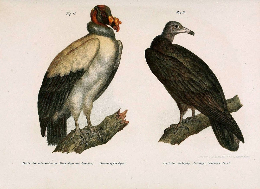 Bilder-atlas zur Wissenschaftlich-populÃ¤ren Naturgeschichte der VÃ¶gel in ihren sÃ¤mmtlich | Birds "Pictorial works"  | Vintage Print Reproduction 461034