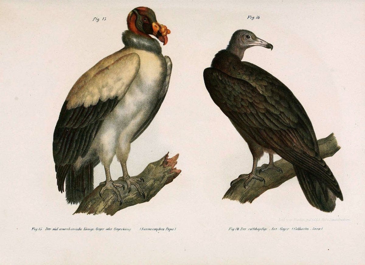 Bilder-atlas zur Wissenschaftlich-populÃ¤ren Naturgeschichte der VÃ¶gel in ihren sÃ¤mmtlich | Birds "Pictorial works"  | Vintage Print Reproduction 461034