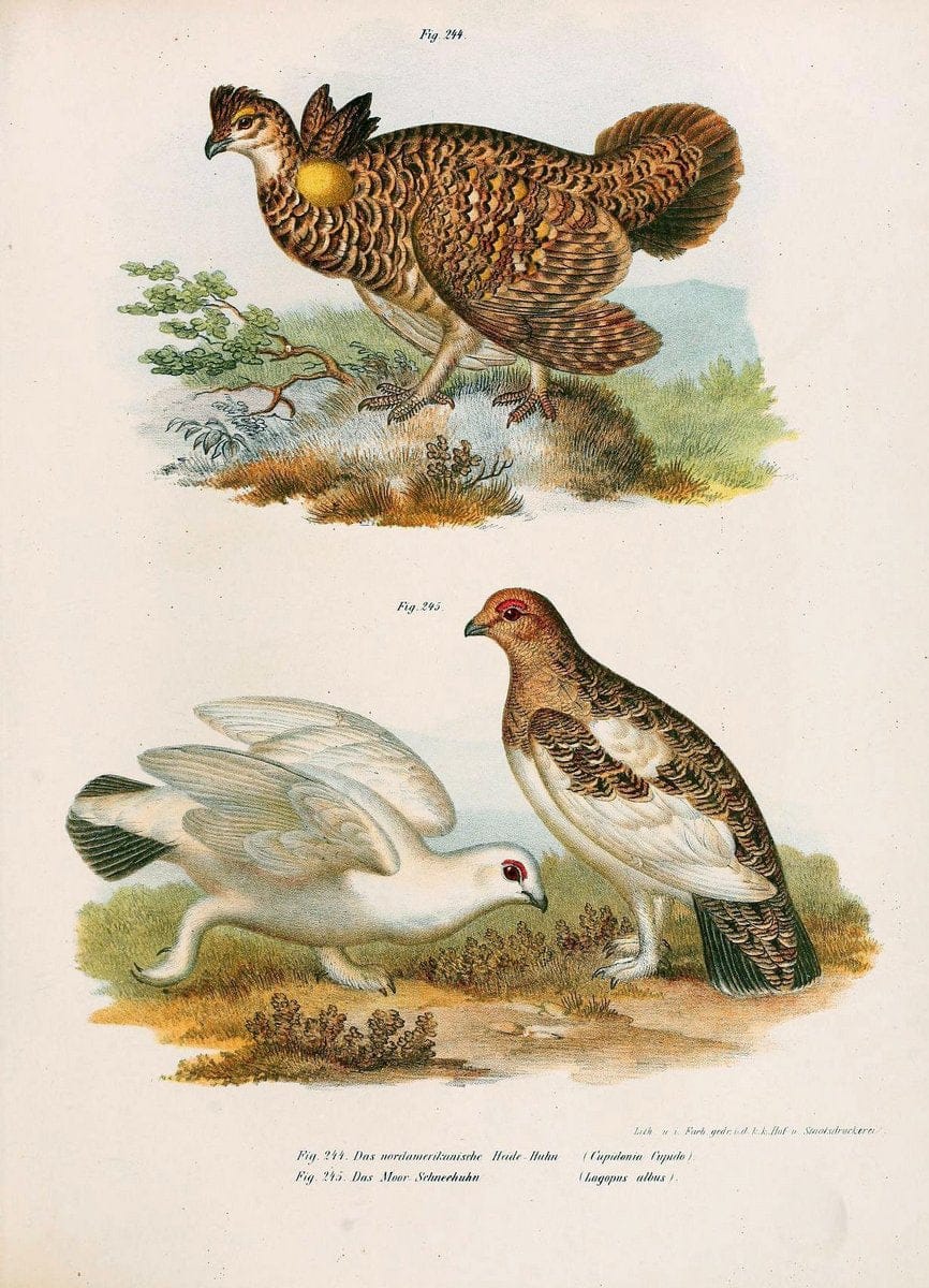 Bilder-atlas zur Wissenschaftlich-populÃ¤ren Naturgeschichte der VÃ¶gel in ihren sÃ¤mmtlich | Birds "Pictorial works"  | Vintage Print Reproduction 461035