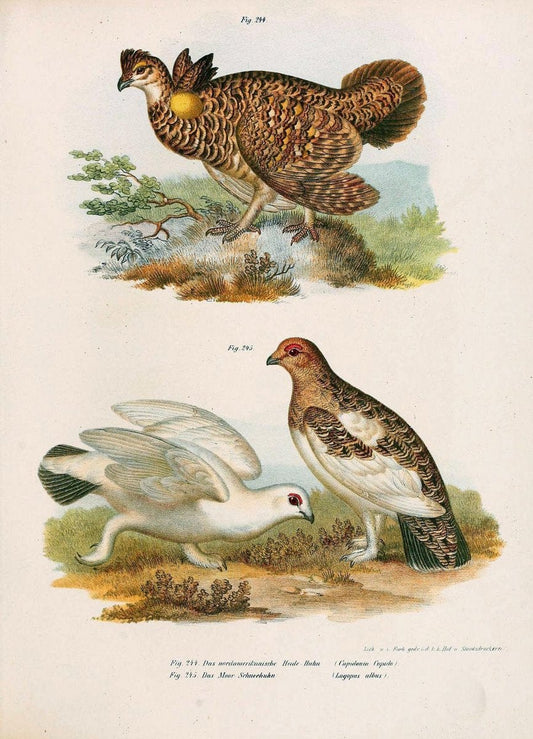 Bilder-atlas zur Wissenschaftlich-populÃ¤ren Naturgeschichte der VÃ¶gel in ihren sÃ¤mmtlich | Birds "Pictorial works"  | Vintage Print Reproduction 461035
