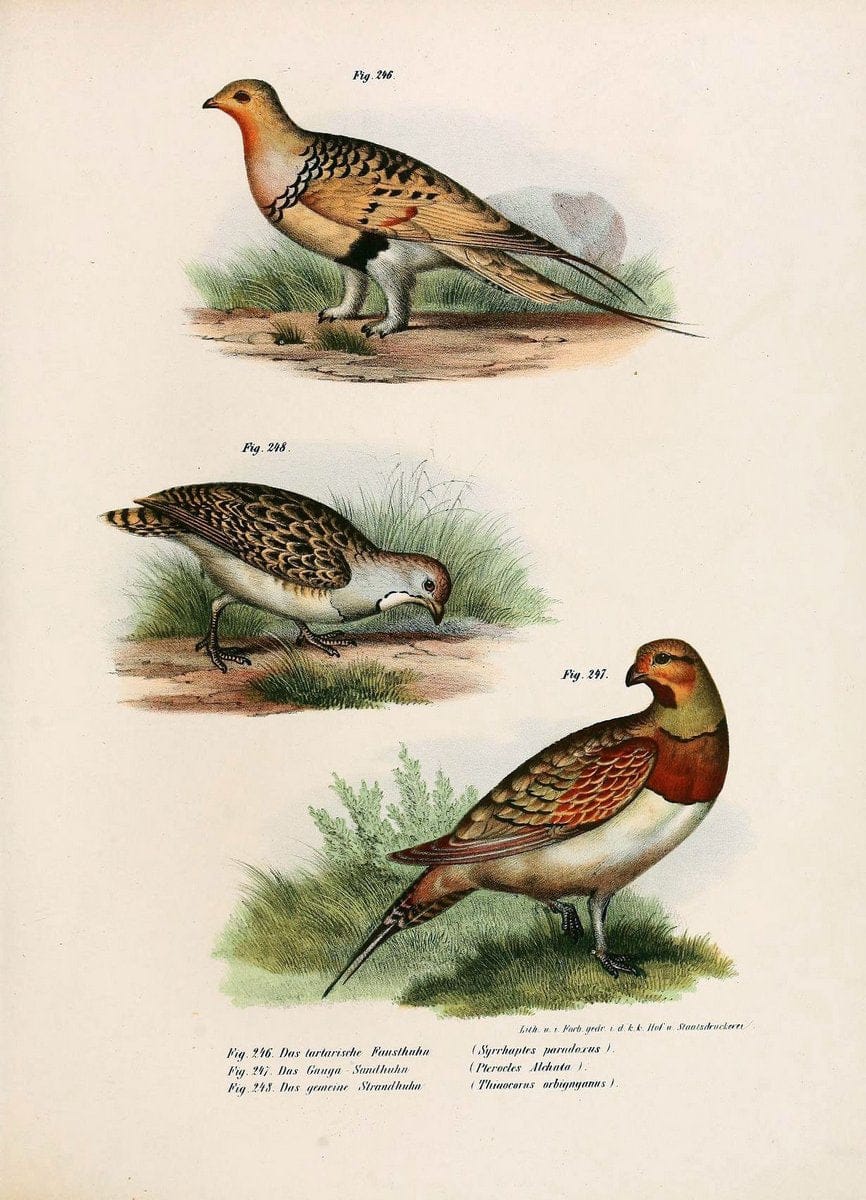 Bilder-atlas zur Wissenschaftlich-populÃ¤ren Naturgeschichte der VÃ¶gel in ihren sÃ¤mmtlich | Birds "Pictorial works"  | Vintage Print Reproduction 461036