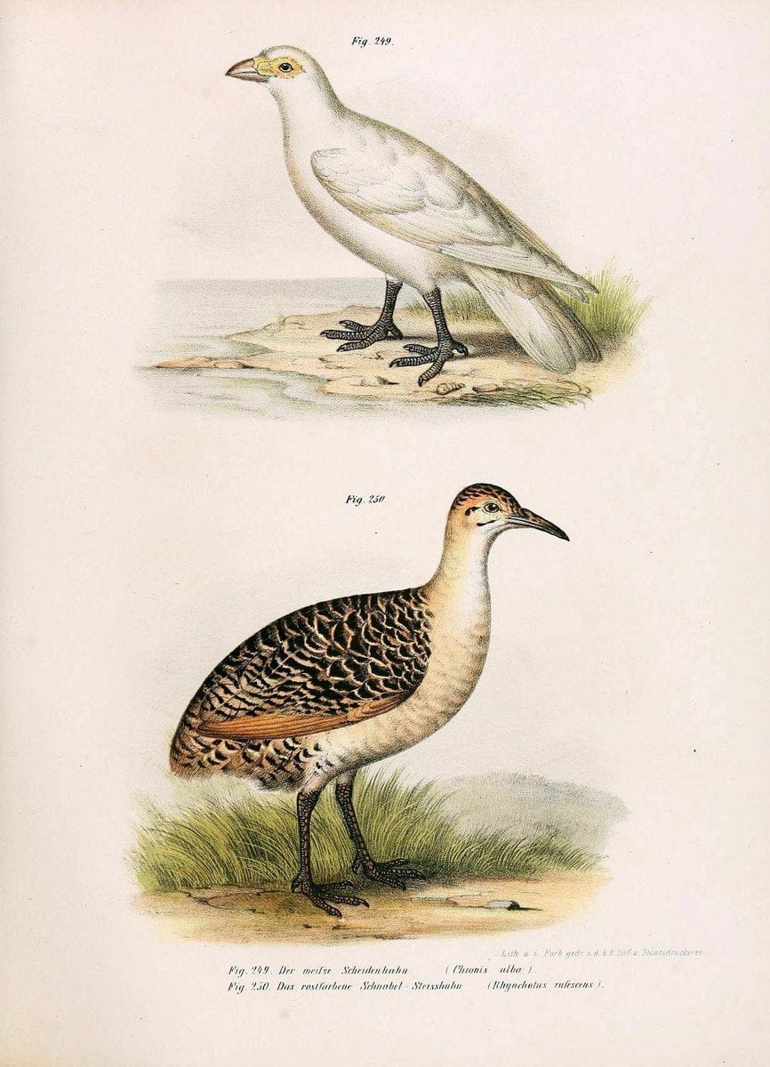 Bilder-atlas zur Wissenschaftlich-populÃ¤ren Naturgeschichte der VÃ¶gel in ihren sÃ¤mmtlich | Birds "Pictorial works"  | Vintage Print Reproduction 461037