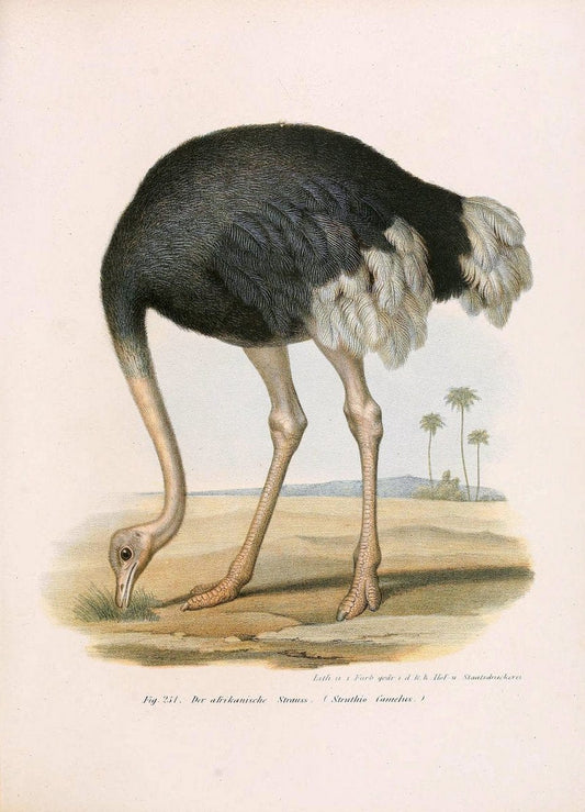 Bilder-atlas zur Wissenschaftlich-populÃ¤ren Naturgeschichte der VÃ¶gel in ihren sÃ¤mmtlich | Birds "Pictorial works"  | Vintage Print Reproduction 461038