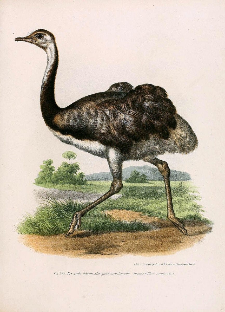 Bilder-atlas zur Wissenschaftlich-populÃ¤ren Naturgeschichte der VÃ¶gel in ihren sÃ¤mmtlich | Birds "Pictorial works"  | Vintage Print Reproduction 461039