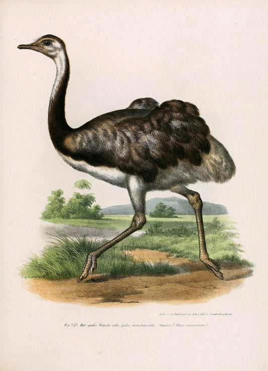 Bilder-atlas zur Wissenschaftlich-populÃ¤ren Naturgeschichte der VÃ¶gel in ihren sÃ¤mmtlich | Birds "Pictorial works"  | Vintage Print Reproduction 461039