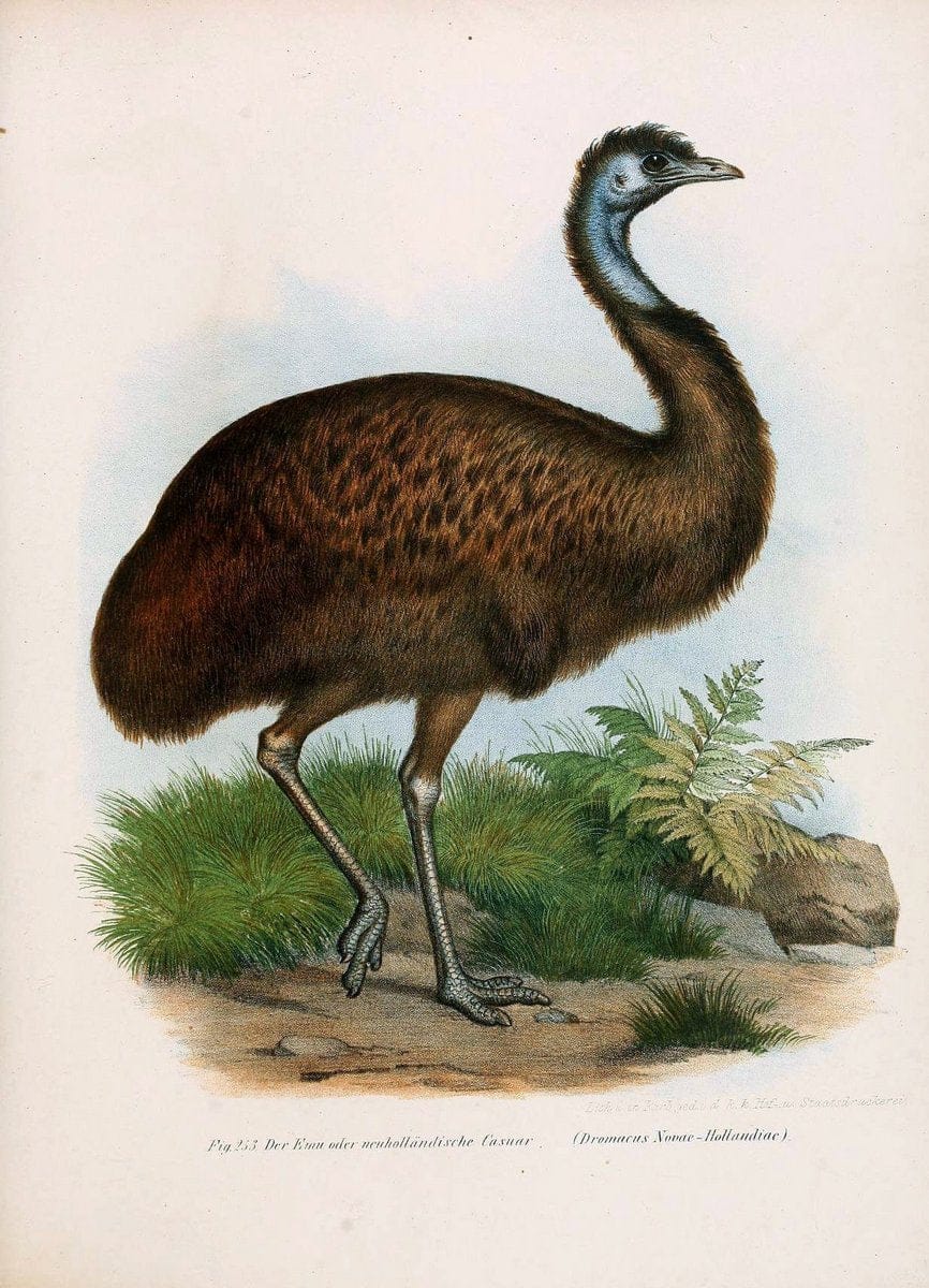 Bilder-atlas zur Wissenschaftlich-populÃ¤ren Naturgeschichte der VÃ¶gel in ihren sÃ¤mmtlich | Birds "Pictorial works"  | Vintage Print Reproduction 461040