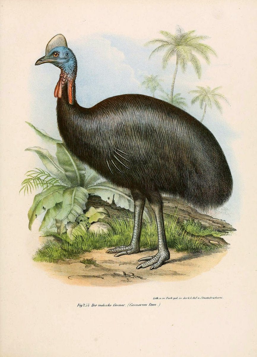 Bilder-atlas zur Wissenschaftlich-populÃ¤ren Naturgeschichte der VÃ¶gel in ihren sÃ¤mmtlich | Birds "Pictorial works"  | Vintage Print Reproduction 461041