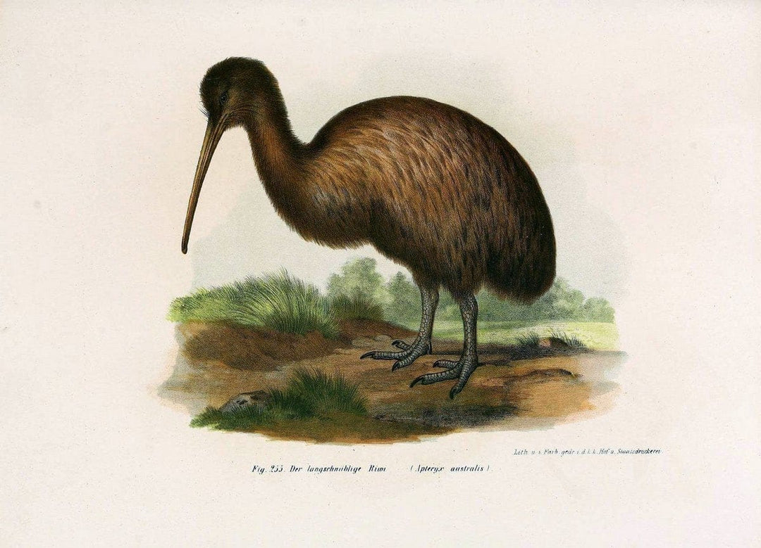 Bilder-atlas zur Wissenschaftlich-populÃ¤ren Naturgeschichte der VÃ¶gel in ihren sÃ¤mmtlich | Birds "Pictorial works"  | Vintage Print Reproduction 461042