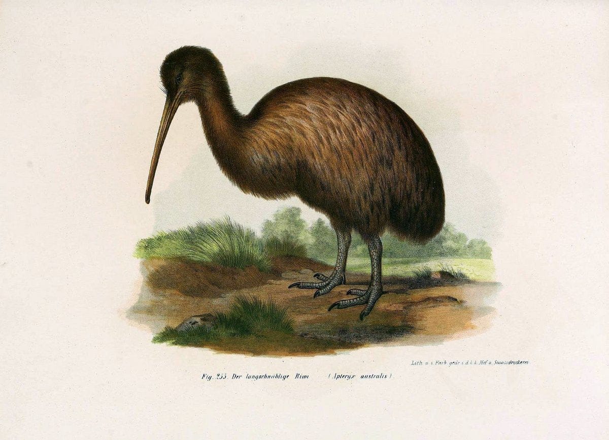 Bilder-atlas zur Wissenschaftlich-populÃ¤ren Naturgeschichte der VÃ¶gel in ihren sÃ¤mmtlich | Birds "Pictorial works"  | Vintage Print Reproduction 461042