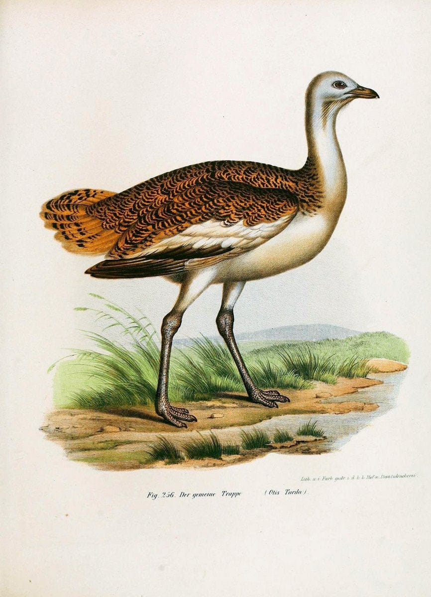 Bilder-atlas zur Wissenschaftlich-populÃ¤ren Naturgeschichte der VÃ¶gel in ihren sÃ¤mmtlich | Birds "Pictorial works"  | Vintage Print Reproduction 461043