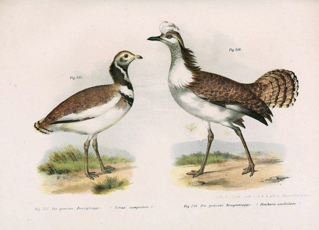 Bilder-atlas zur Wissenschaftlich-populÃ¤ren Naturgeschichte der VÃ¶gel in ihren sÃ¤mmtlich | Birds "Pictorial works"  | Vintage Print Reproduction 461044
