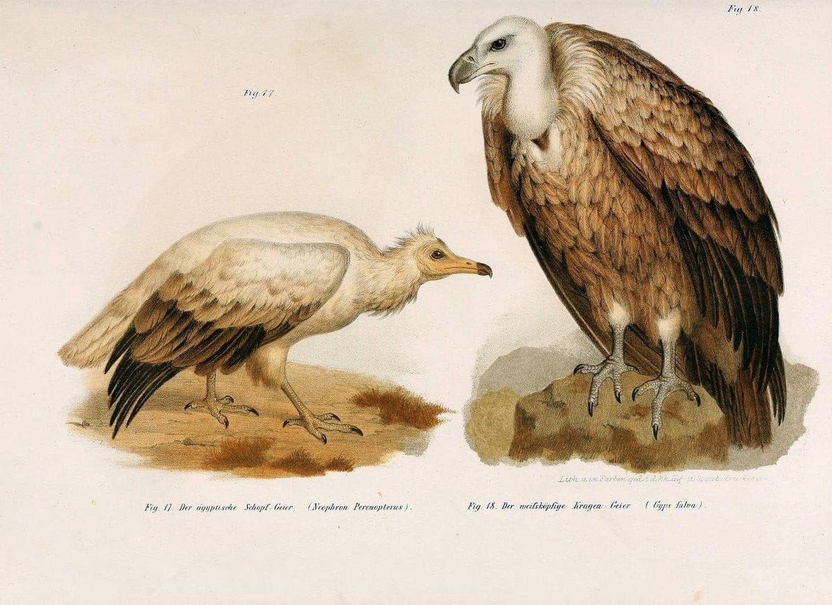 Bilder-atlas zur Wissenschaftlich-populÃ¤ren Naturgeschichte der VÃ¶gel in ihren sÃ¤mmtlich | Birds "Pictorial works"  | Vintage Print Reproduction 461045