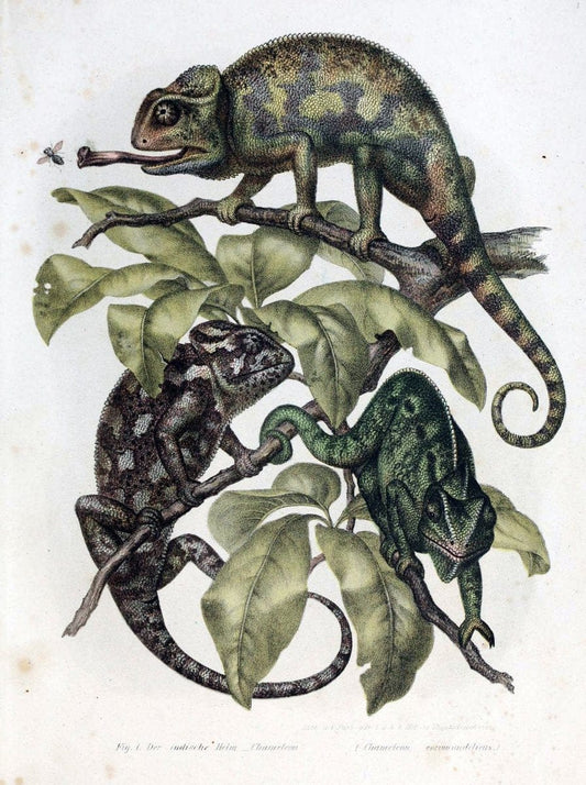 Bilder-Atlas zur wissenschaftlich-populÃ¤ren Naturgeschichte der WirbelthiereWien :K.K. H | Amphibians "Pictorial works" Reptiles  | Vintage Print Reproduction 461046