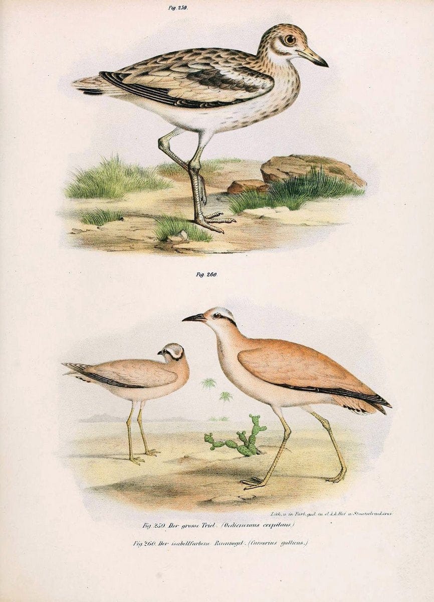 Bilder-atlas zur Wissenschaftlich-populÃ¤ren Naturgeschichte der VÃ¶gel in ihren sÃ¤mmtlich | Birds "Pictorial works"  | Vintage Print Reproduction 461047