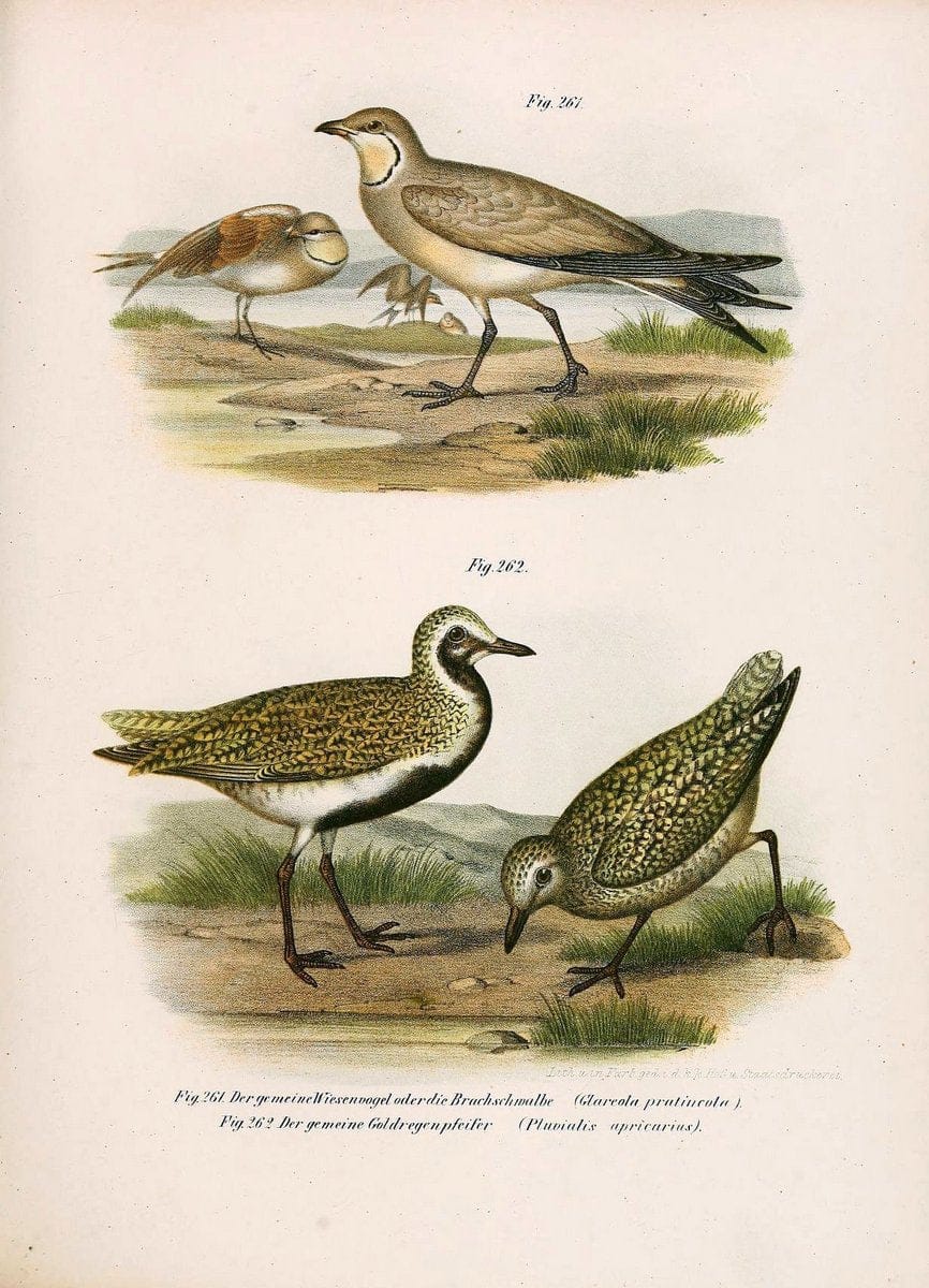 Bilder-atlas zur Wissenschaftlich-populÃ¤ren Naturgeschichte der VÃ¶gel in ihren sÃ¤mmtlich | Birds "Pictorial works"  | Vintage Print Reproduction 461048
