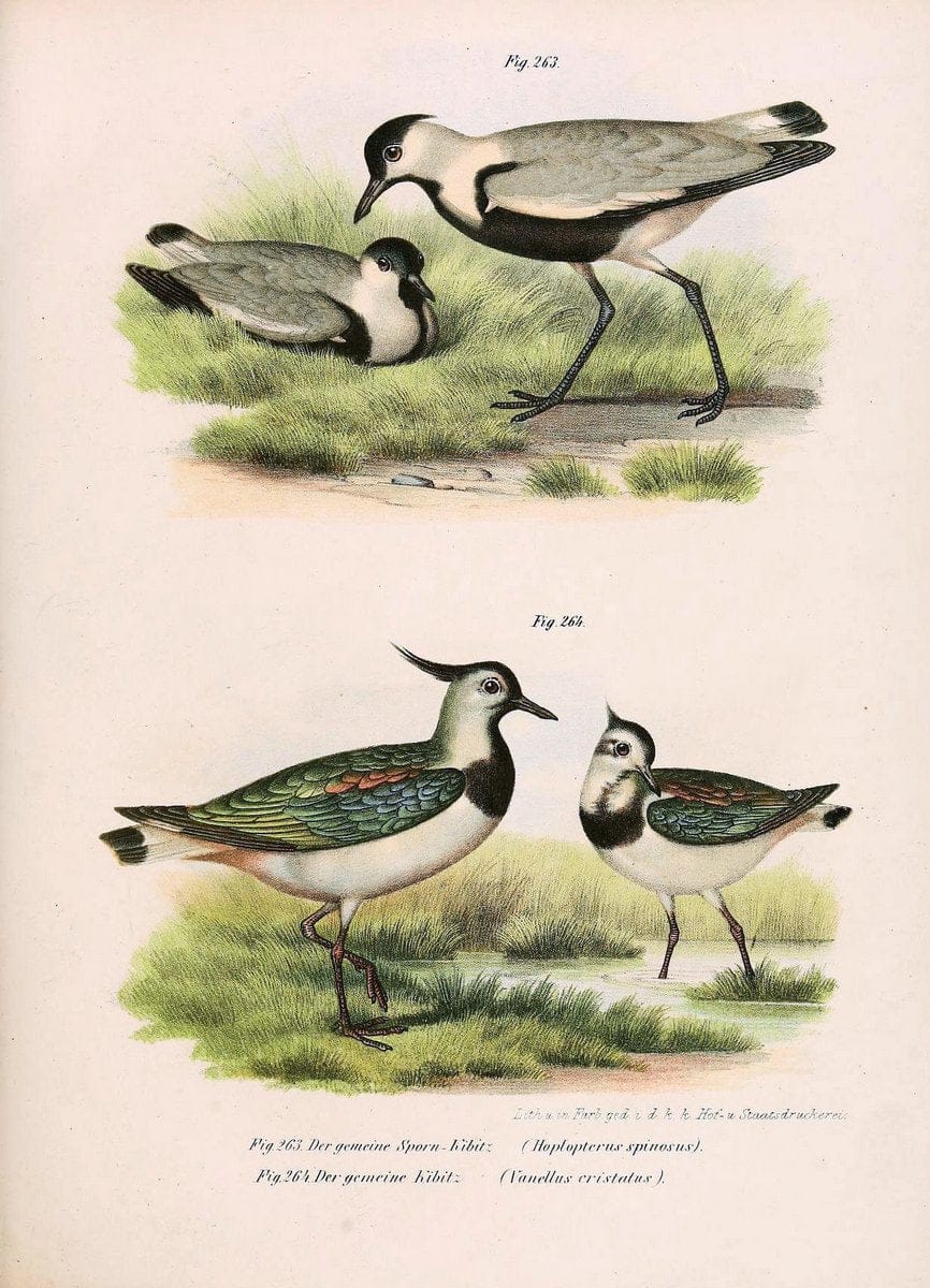 Bilder-atlas zur Wissenschaftlich-populÃ¤ren Naturgeschichte der VÃ¶gel in ihren sÃ¤mmtlich | Birds "Pictorial works"  | Vintage Print Reproduction 461049