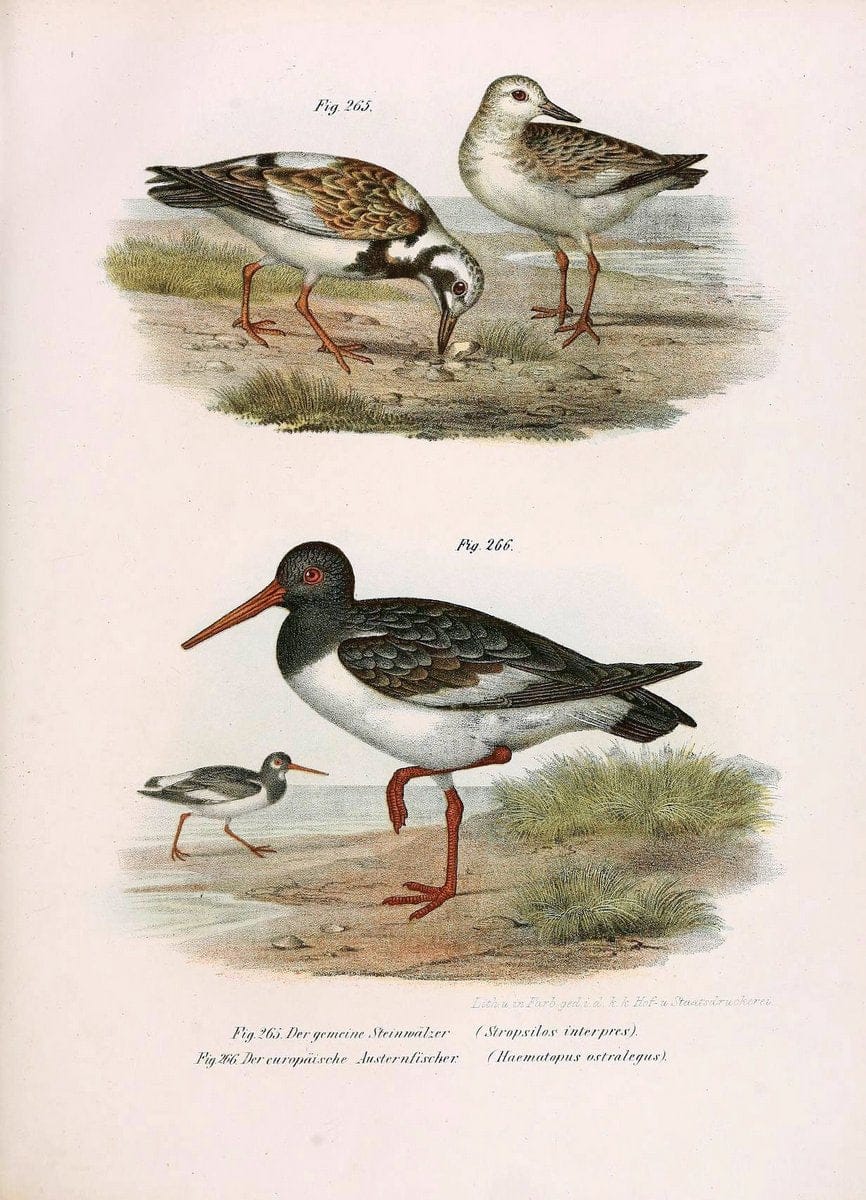 Bilder-atlas zur Wissenschaftlich-populÃ¤ren Naturgeschichte der VÃ¶gel in ihren sÃ¤mmtlich | Birds "Pictorial works"  | Vintage Print Reproduction 461050