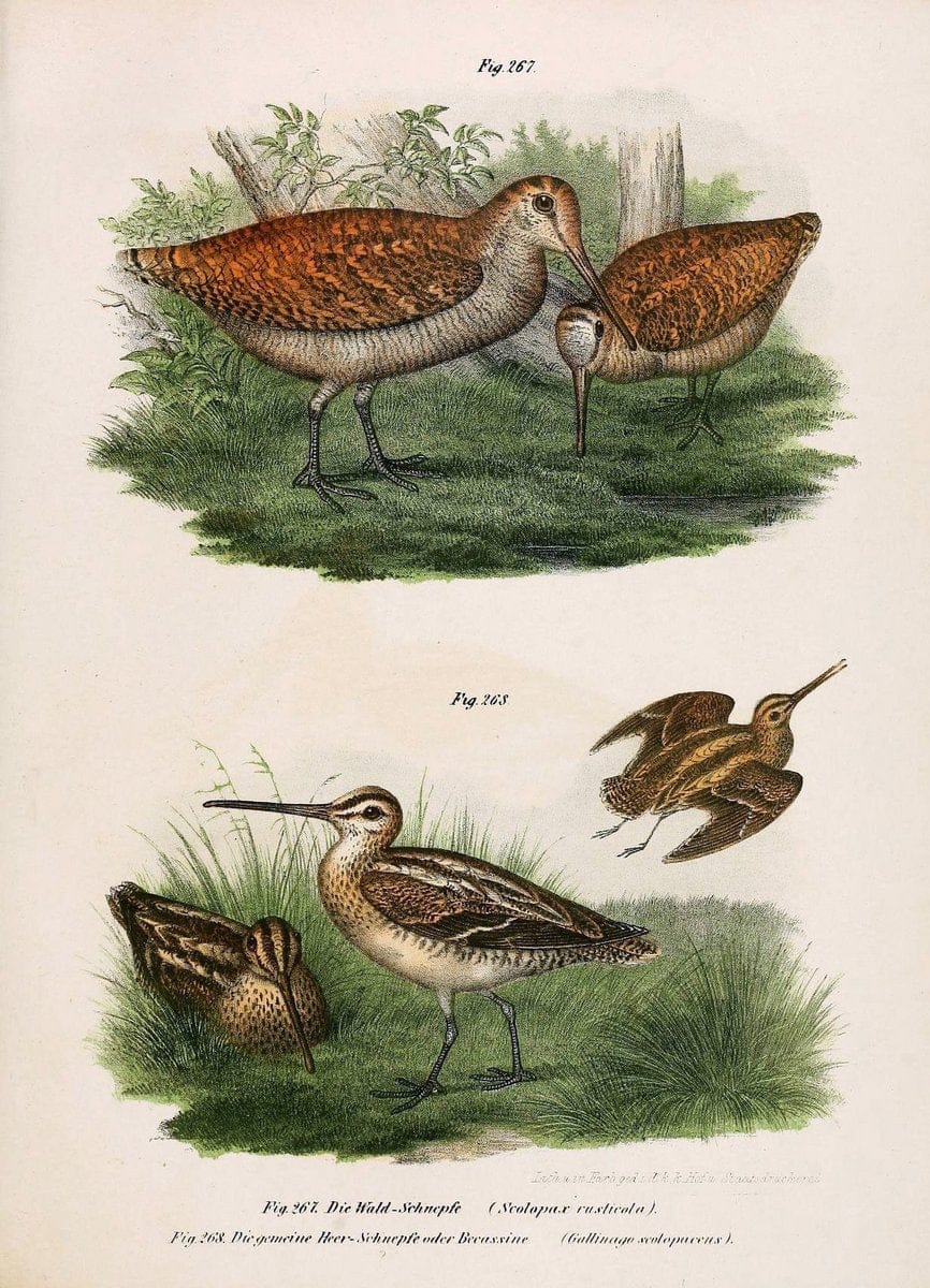 Bilder-atlas zur Wissenschaftlich-populÃ¤ren Naturgeschichte der VÃ¶gel in ihren sÃ¤mmtlich | Birds "Pictorial works"  | Vintage Print Reproduction 461051