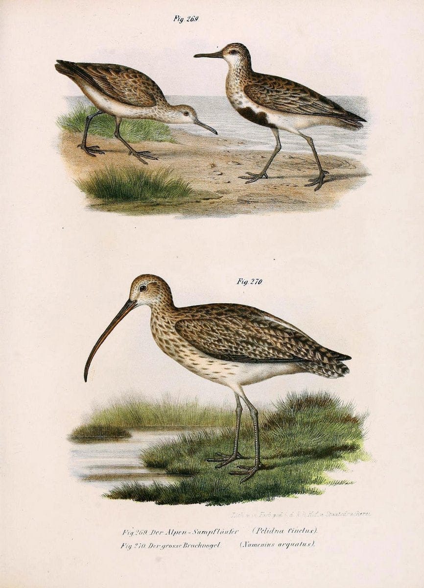 Bilder-atlas zur Wissenschaftlich-populÃ¤ren Naturgeschichte der VÃ¶gel in ihren sÃ¤mmtlich | Birds "Pictorial works"  | Vintage Print Reproduction 461052