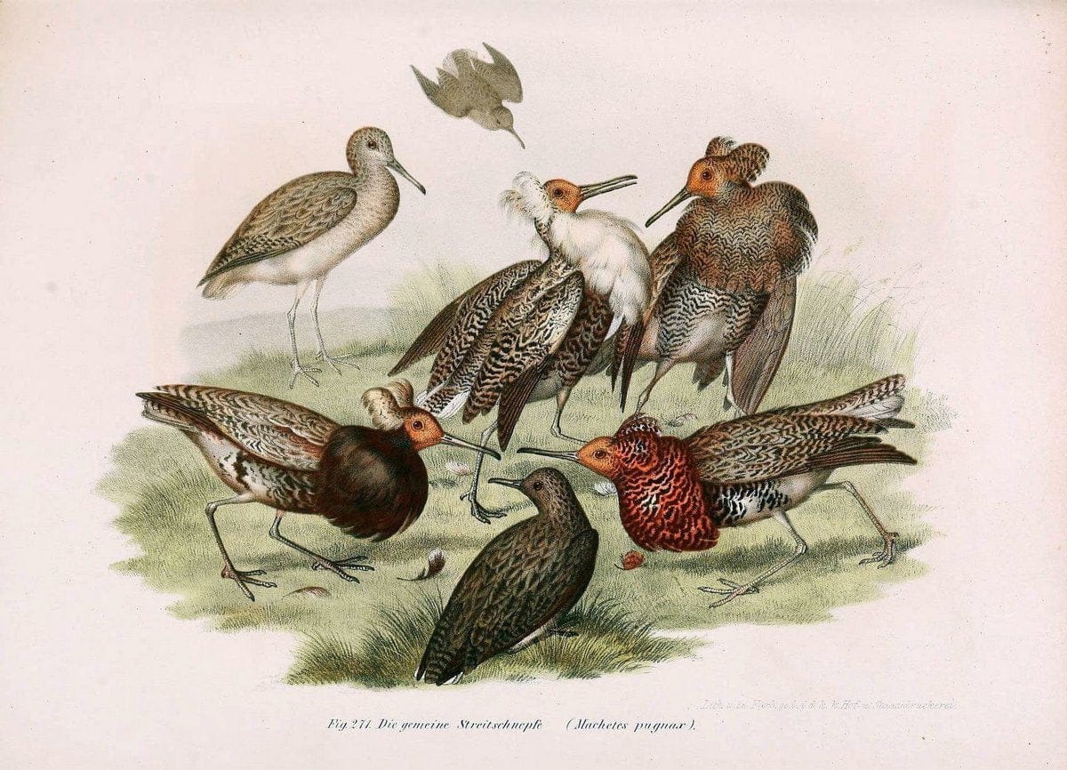 Bilder-atlas zur Wissenschaftlich-populÃ¤ren Naturgeschichte der VÃ¶gel in ihren sÃ¤mmtlich | Birds "Pictorial works"  | Vintage Print Reproduction 461053